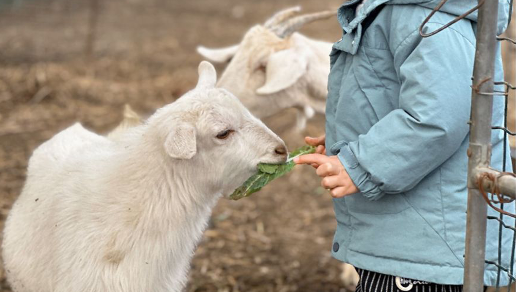 5fdd40b7-fe05-4a49-85fb-6a11de42aae9.png 5fdd40b7-fe05-4a49-85fb-6a11de42aae9.png